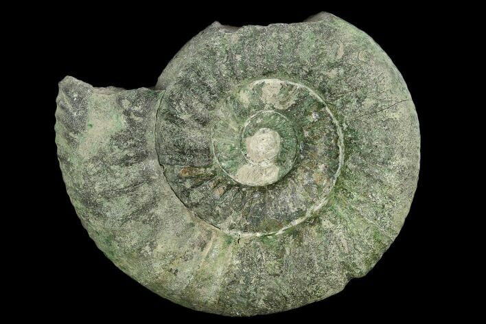 Green Ammonite (Orthosphinctes) Fossil - Germany #125618